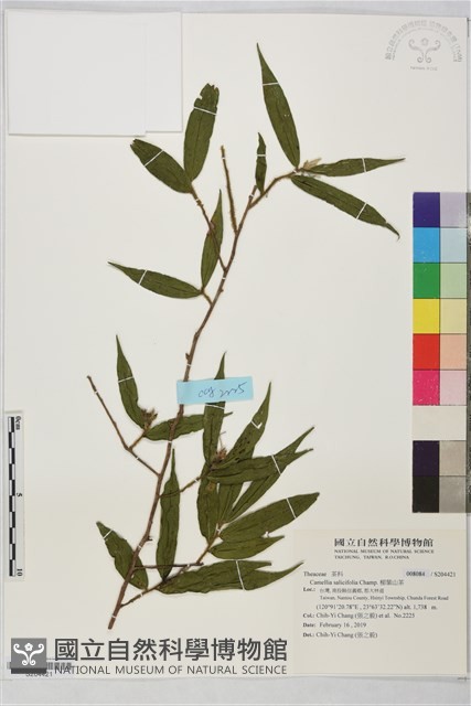 柳葉山茶藏品圖，第1張