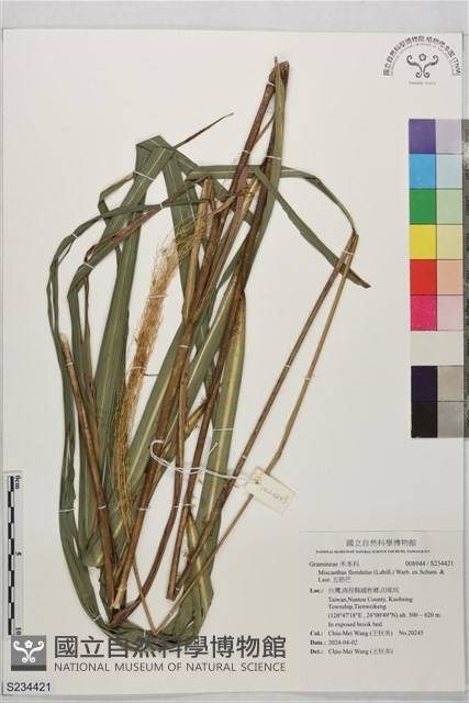 五節芒藏品圖，第1張