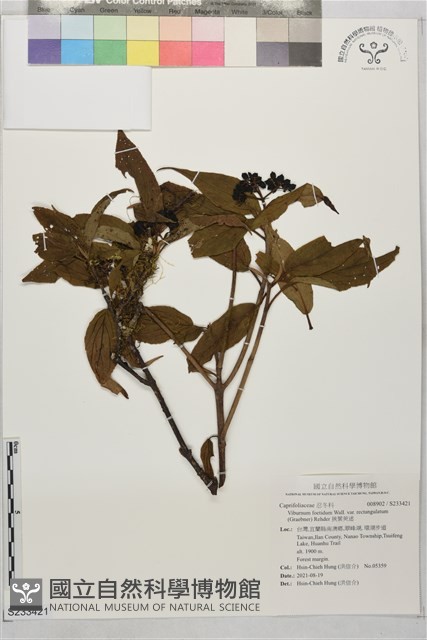 狹葉莢迷藏品圖，第1張
