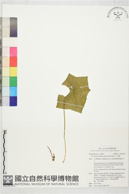 八角蓮藏品圖，第1張