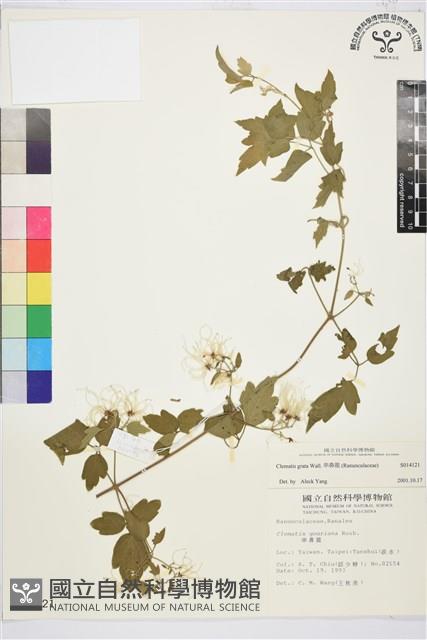 串鼻龍藏品圖，第1張