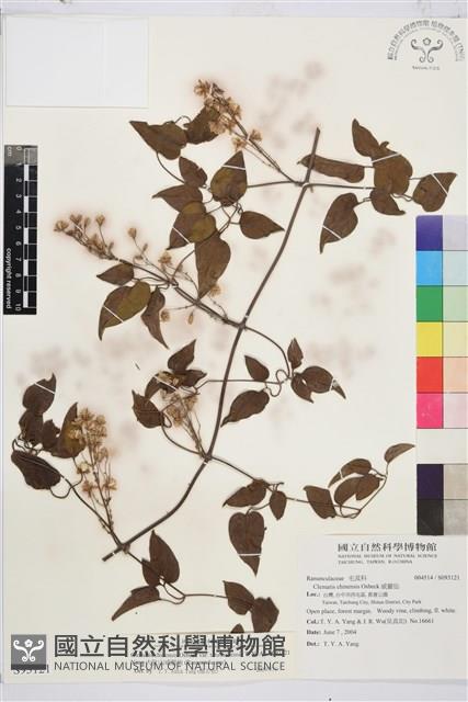 大肚山威靈仙藏品圖，第1張