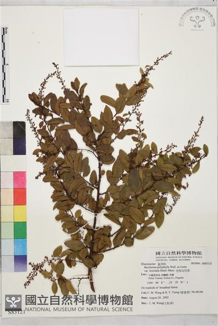 光枝勾兒茶藏品圖，第1張