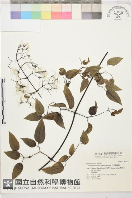 柱果鐵線蓮藏品圖，第2張