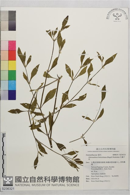 毛蓮子草藏品圖，第1張