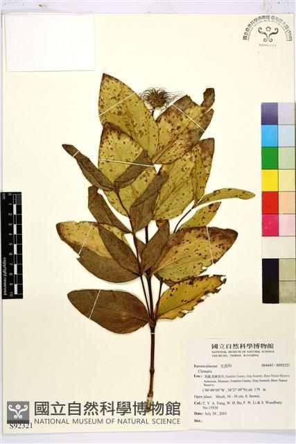 登錄號:S092321藏品圖，第1張