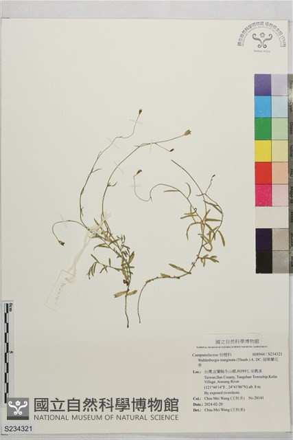 細葉蘭花參藏品圖，第1張