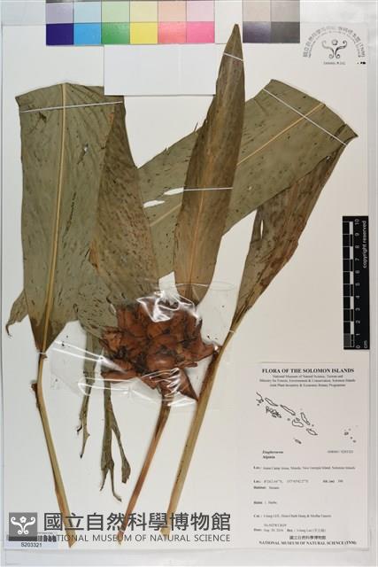 登錄號:S203321藏品圖，第1張
