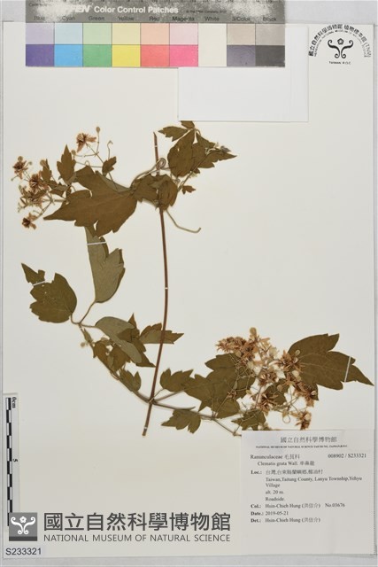 串鼻龍藏品圖，第1張