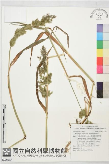 棒頭草藏品圖，第1張