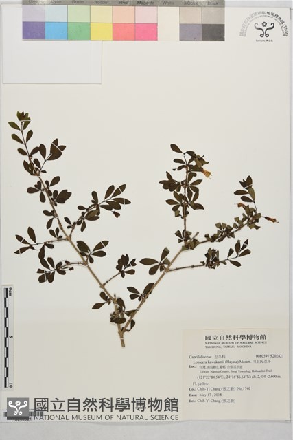 川上氏忍冬藏品圖，第1張