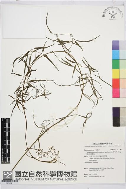 大肚山威靈仙藏品圖，第1張