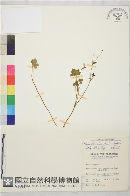 鹿場毛茛藏品圖，第1張