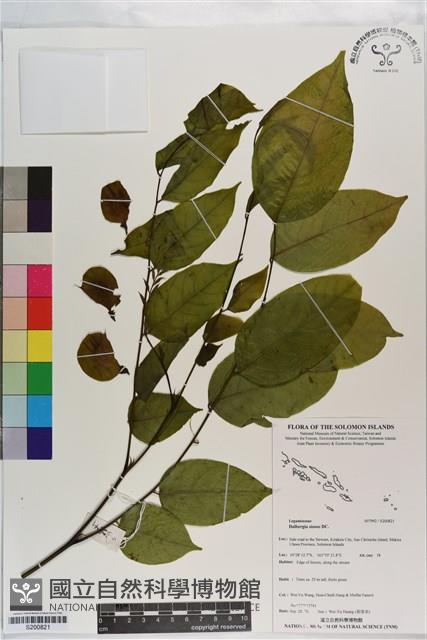 印度黃檀藏品圖，第1張