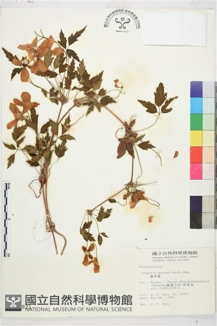 繡球藤藏品圖，第1張