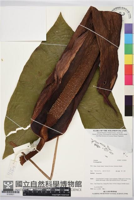 登錄號:S195821藏品圖，第1張