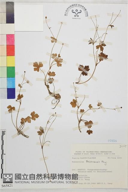 鹿場毛茛藏品圖，第1張