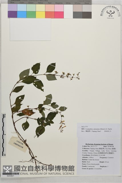 角花藏品圖，第1張