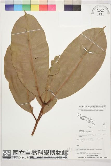 瓊崖海棠、胡桐藏品圖，第1張