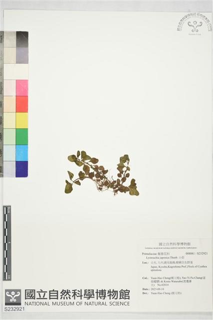 小茄藏品圖，第1張