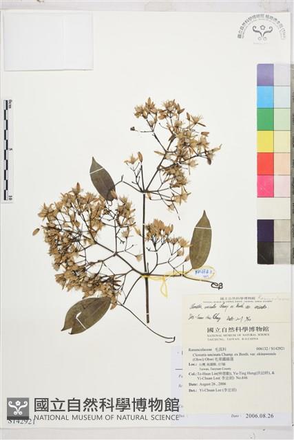 柱果鐵線蓮藏品圖，第1張