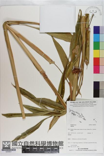 登錄號:S200921藏品圖，第1張