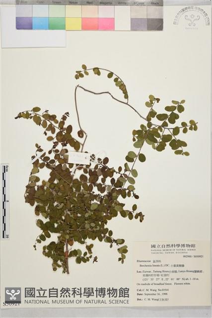 小葉黃鱔藤藏品圖，第2張