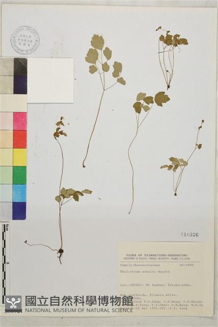 傅氏唐松草藏品圖，第1張