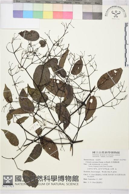 柱果鐵線蓮藏品圖，第1張