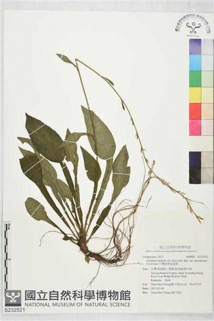 台灣寬葉鬼督郵藏品圖，第1張