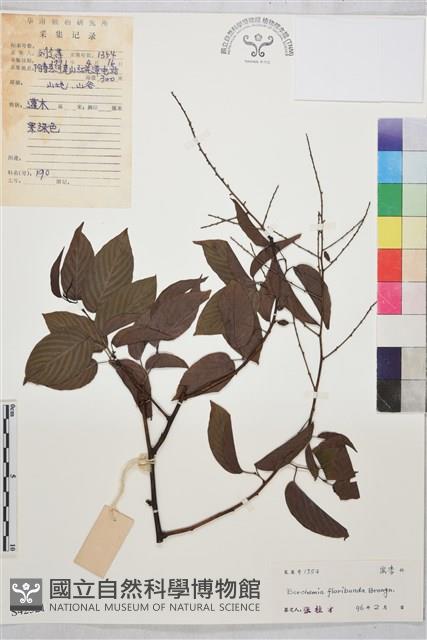 多花勾兒茶, 多花黃鱔藤藏品圖，第1張