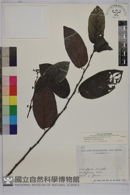 錫蘭饅頭果，香港饅頭果，大葉饅頭果，香港算盤子藏品圖，第1張