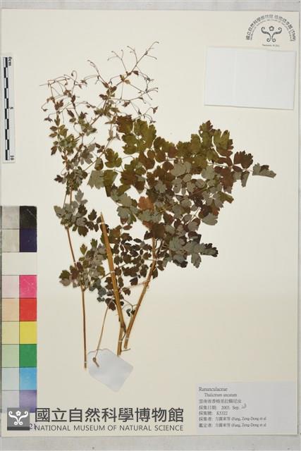 鉤柱唐松草藏品圖，第1張