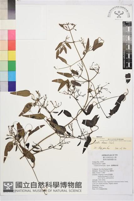 威靈仙藏品圖，第2張