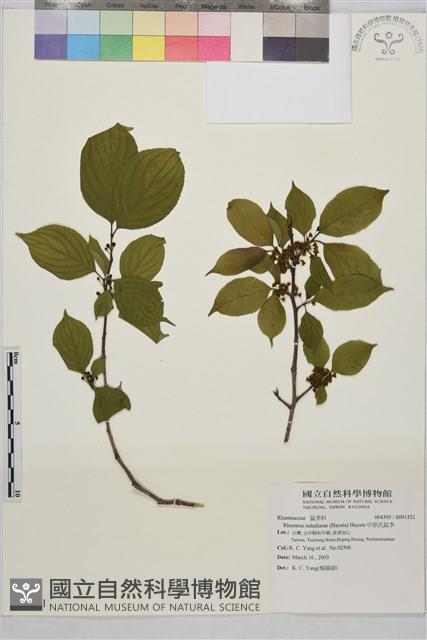 中原氏鼠李藏品圖，第1張