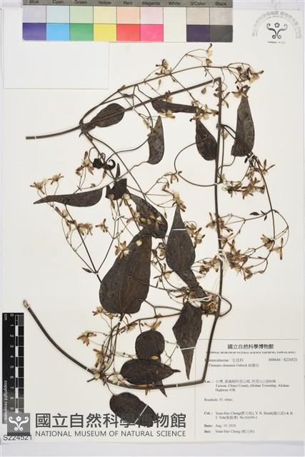 威靈仙藏品圖，第1張