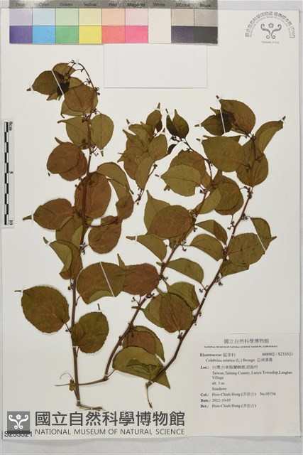 亞洲濱棗藏品圖，第1張