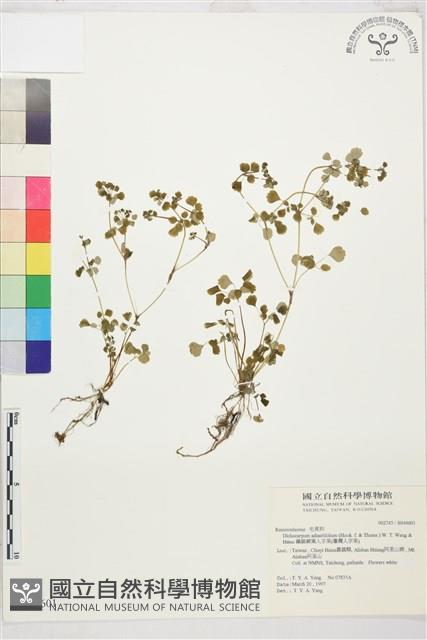 鐵線蕨葉人字果、臺灣人字果藏品圖，第1張