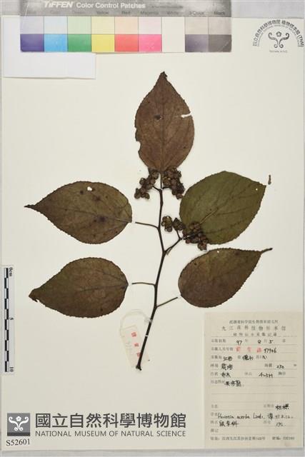 拐棗、枳椇藏品圖，第1張