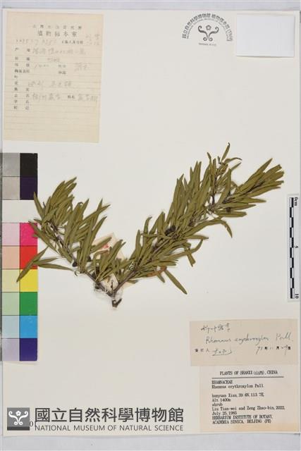 柳葉鼠李藏品圖，第1張