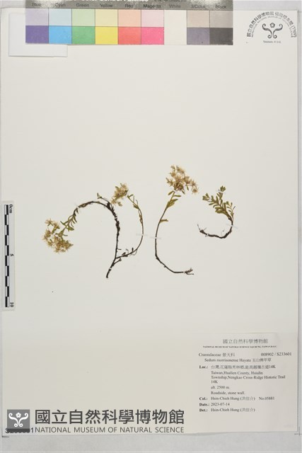 玉山佛甲草藏品圖，第1張