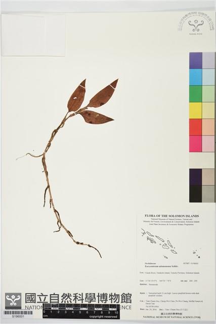 登錄號:S196001藏品圖，第1張