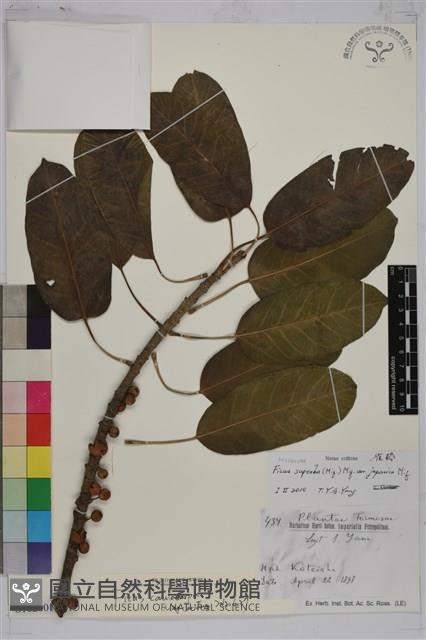 大葉雀榕、大葉赤榕藏品圖，第1張