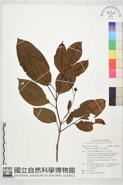 三葉山香圓藏品圖，第1張