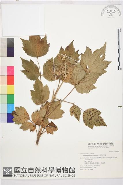 台灣牡丹藤、台灣草牡丹藏品圖，第2張