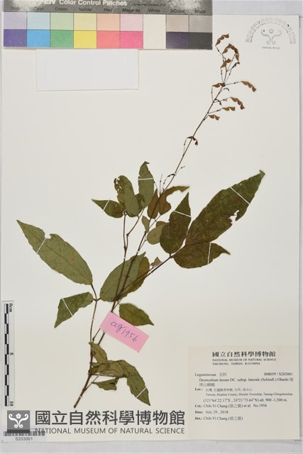 琉球山螞蝗藏品圖，第1張