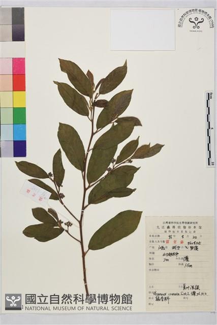 鈍齒鼠李藏品圖，第2張