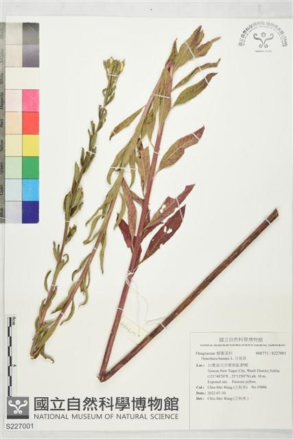 月見草藏品圖，第1張