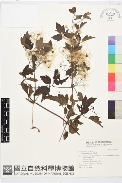 串鼻龍藏品圖，第1張