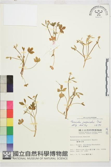 高山毛茛、檜林毛茛藏品圖，第1張